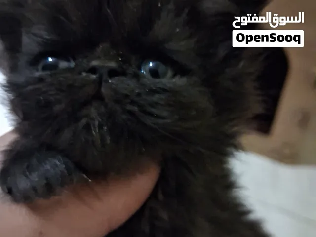 اتنين قطط بيرشن كيتنز مستوى توب أصول مسجله