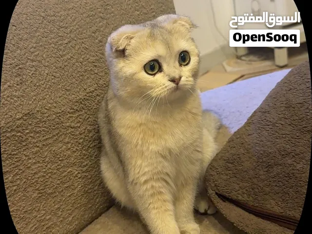 سكوتش فولد