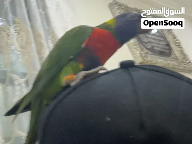 ببغاء لوري اليف جدا و يلعب بشكل جنون و ينام علا ضهره العمر 5-6 شهور هاذا العمر المطلوب حق التدريب