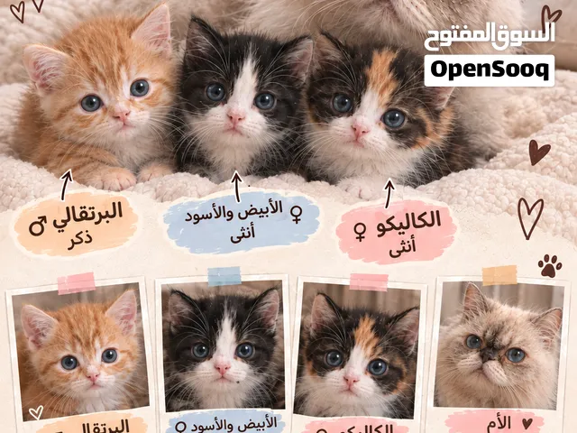 قطط للبيع الأم و اطفالها