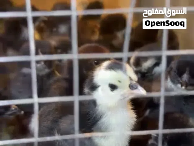 للبيع صيصان دجاج مشكل ( عربي قديم وعراقي اسود ماكنتوش ) مطعمين ال 100صوص ب  25 دك