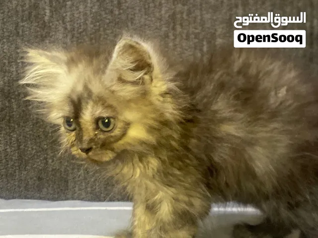 بسه عمره اقل من شهر حلوه