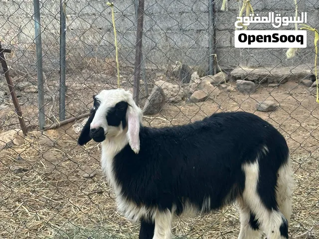 للبيع كبش تهجين نجدي