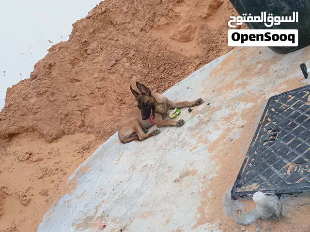 كلب ملينوا للبيع