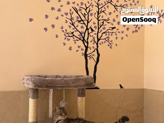 Home-Based Cat & Bird Boarding in Sharjah  Pets Inn
