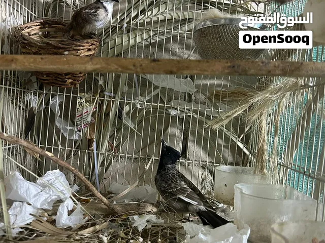 يوز بلابل مكس
