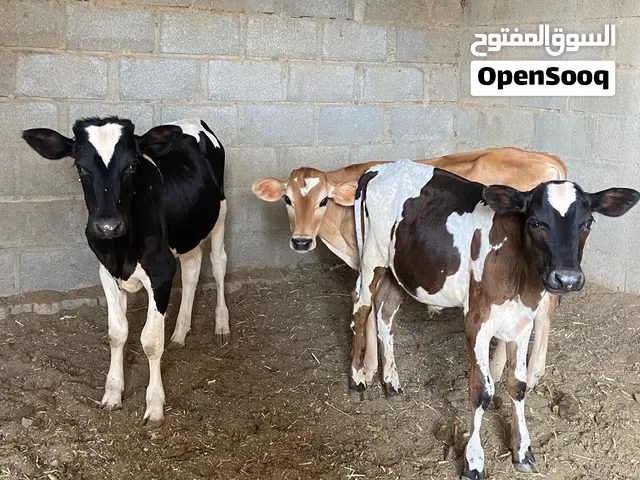 3 عجال للبيع