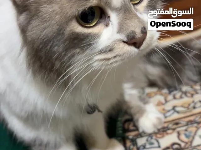 قطط للتبني