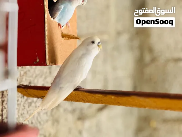للبيع اسعر250تحته 4دحيات قريب تفقس المكان قصر بن غشير