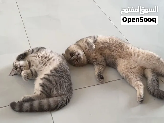 قطط سكوتش فولد أصلي