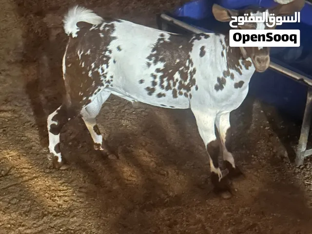 تيس صلالي اصلي عمره 6 اشهر