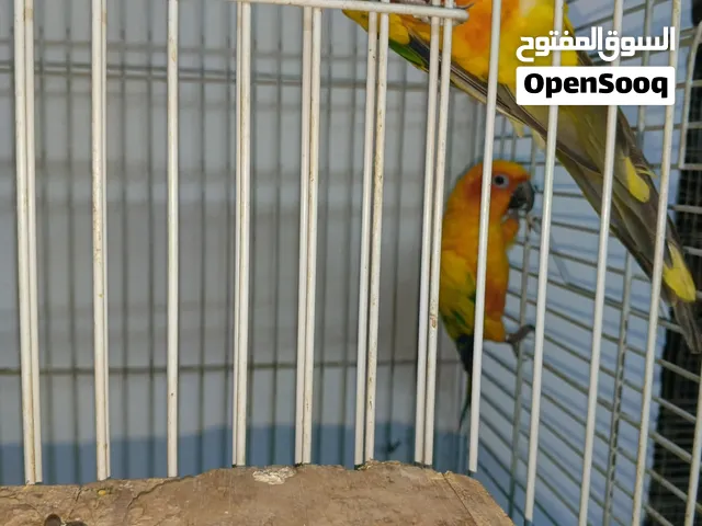 جوز صنكنيور ما شاء الله عنهن وجه شغل بضلهم بالعش تقريبا اغلب وقتهم والله يبارك لصاحب النصيب