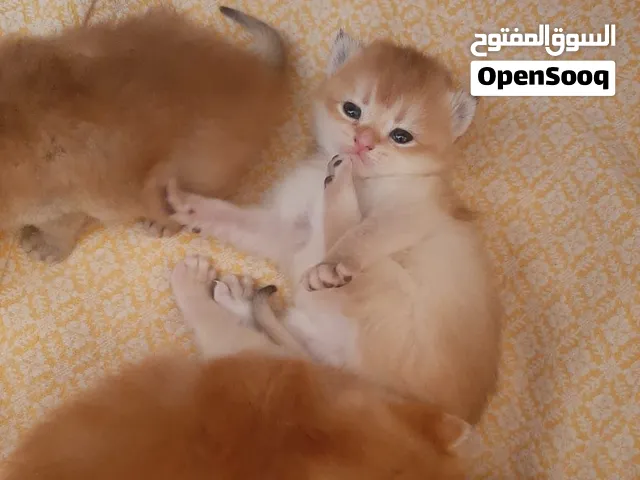 للبيع سكوتش ستريت
