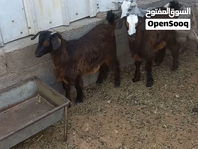 ذبايح البريمي