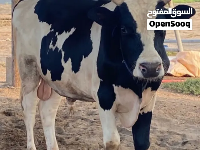 عيل للبيع مطلوب 16 قابل