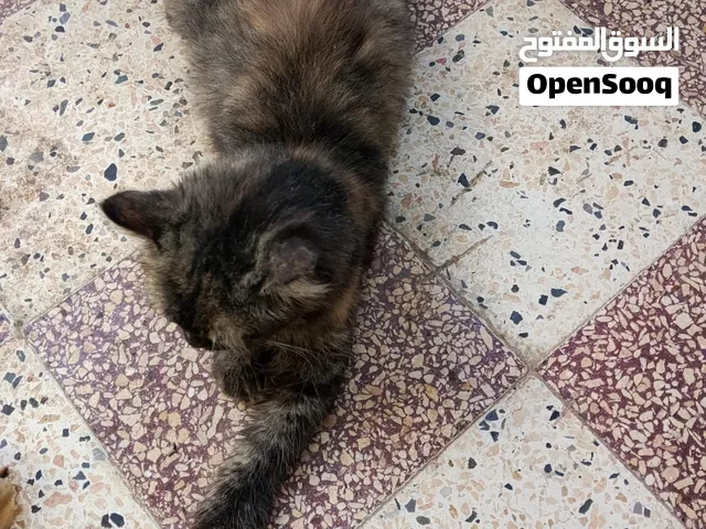 cat اللبیع