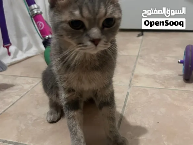 قطة للبيع ب 60 دينار سكوتش فولد شورت هير