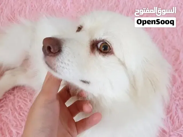 كلب بوميرينيان (Pomeranian) بيور ابيض العمر 1 سنه