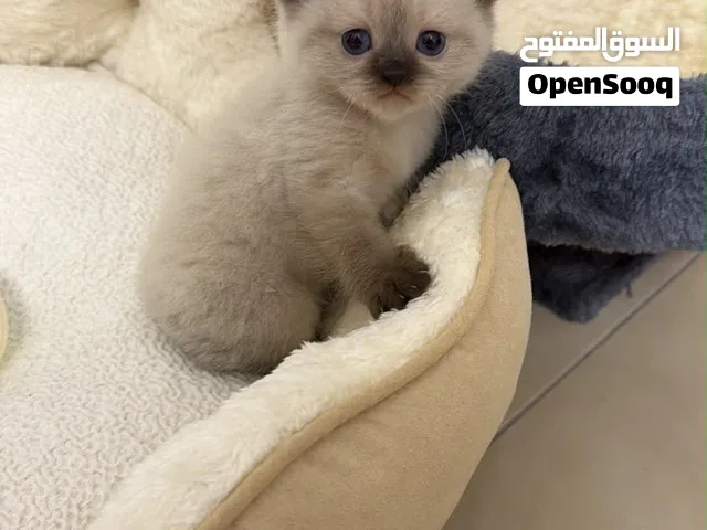 Beautiful British Shorthair kitten