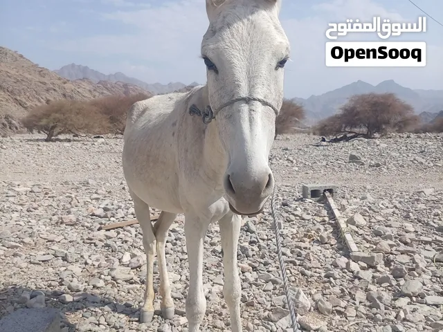 حمار ابيض للبيع