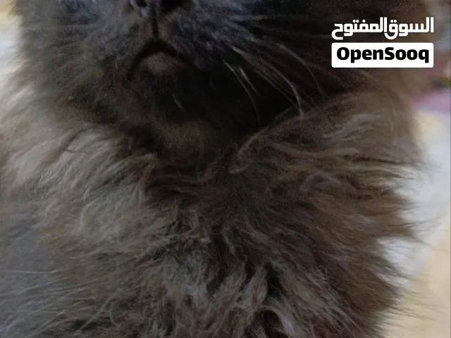 قط ذكر شيرازى بيور