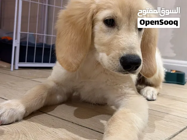 جولدن من اب وام جولدن، ذكي جدا، ومطيع Golden Retriever Pure breed fully vaccinated and with passport