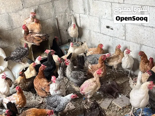 دجاج بلدي للبيع