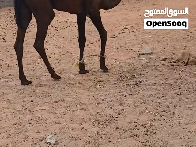 بكرة زرقاء غراب عمرها 8اشهر البيع مكان طرابلس