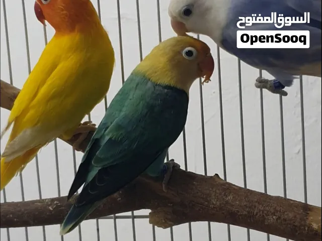 lovebird fischer