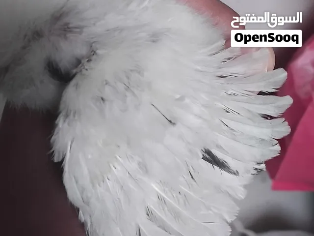 كتكوت دجاج نوع كيرلي للبيع 20 دينار