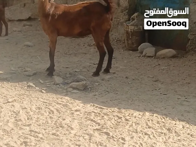 سخلة للبيع