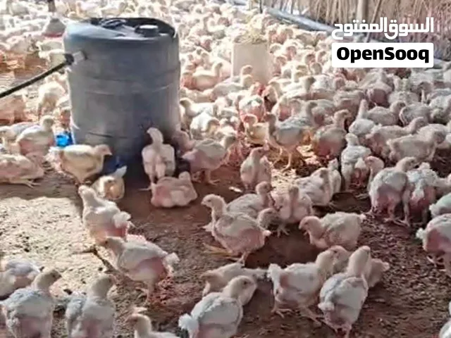 دجاج للبيع