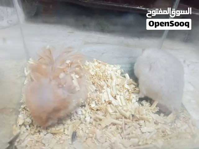 هامستر التبني