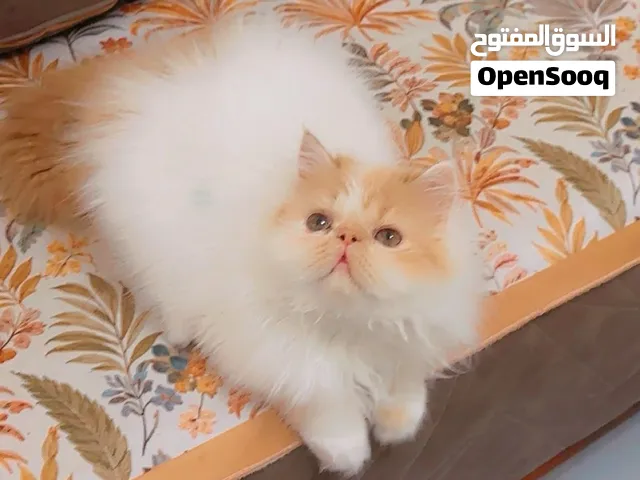 ذكور فإن للبيع