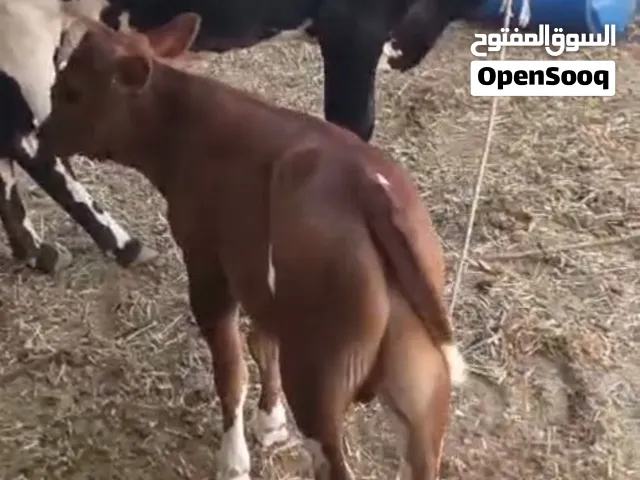بقرة مع ولدها تنتج حليب يوميا 4 لتر