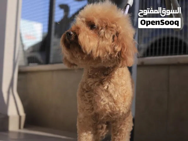 إذا كنت تبحث عن كلب أنيق، ذكي وودود... فالبودل خيار رائع مميزات البودل: ذكي وسريع الاستجاب