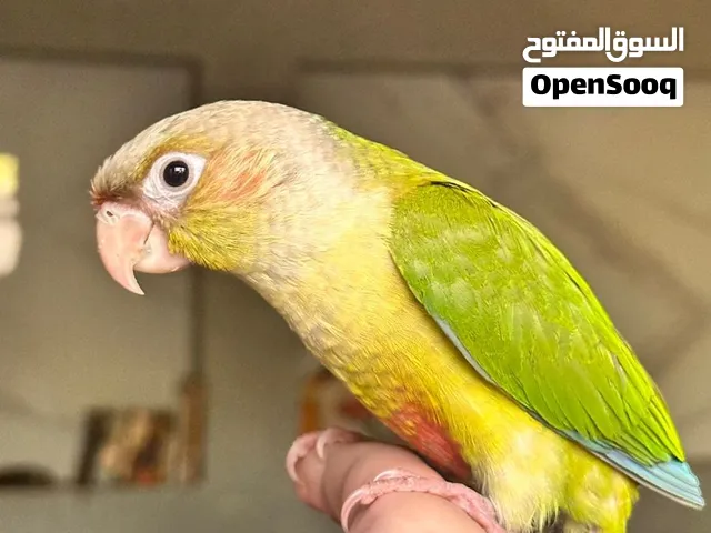 كنيور اليف طينة