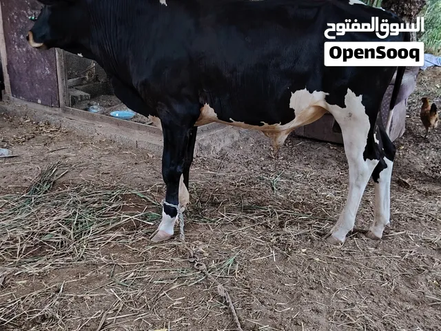 عجل نمساوي ما يتفوت بيجي ثور ضخم يصلح حال فحل ومناطح وجروز ف الأكل ماشاء الله