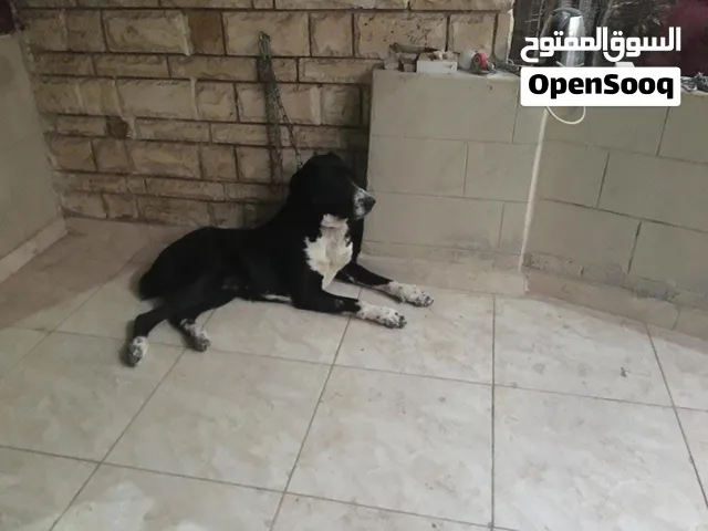 مطلوب دكر الاباي للزواج