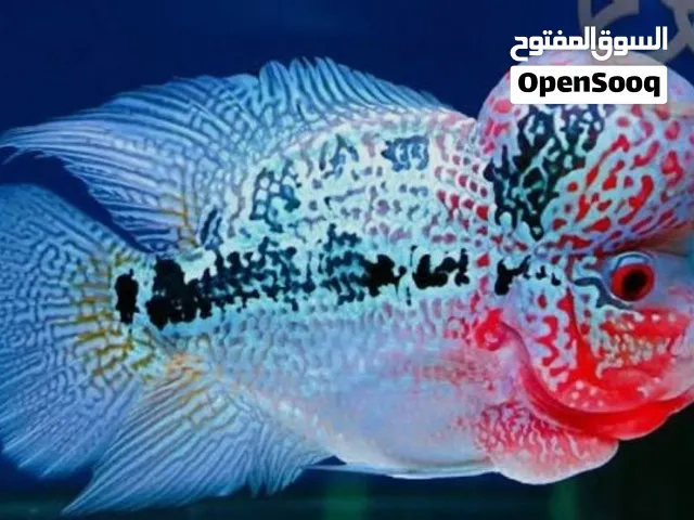 فلاور هورن