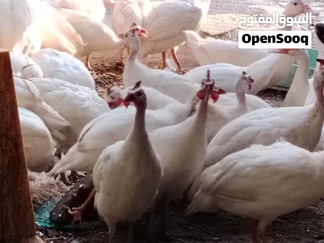 للبيع دجاج الحبشي (الكانجا) الوصف مهم جدا جدا
