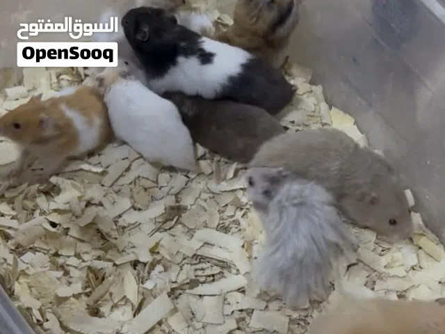 هامستر زوج نثية و ذكر