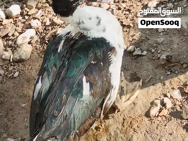 للبيع بط مصري سن الانتاج