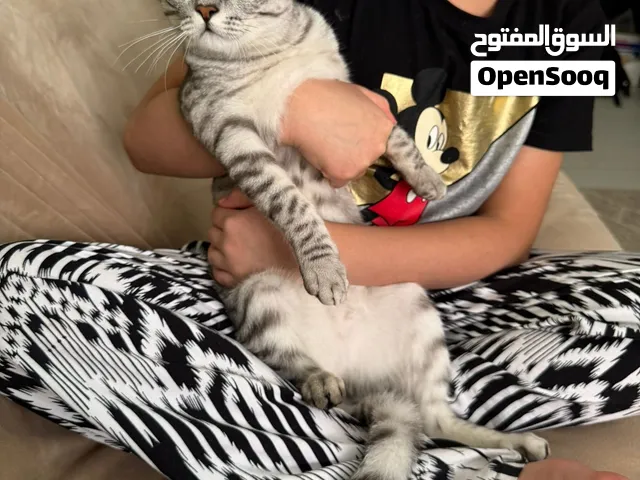 Cat for free