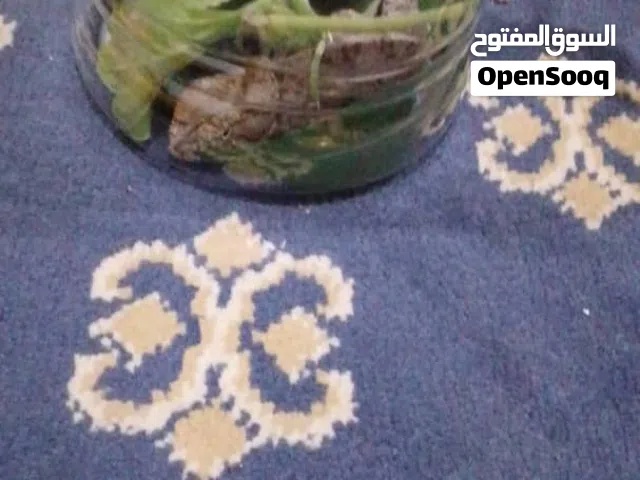 حرباء للبيع