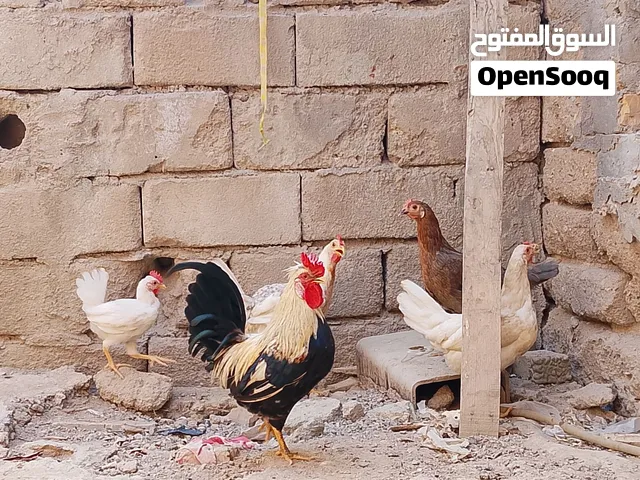 السلام عليكم ديج و4 دجاجات مع افراخ