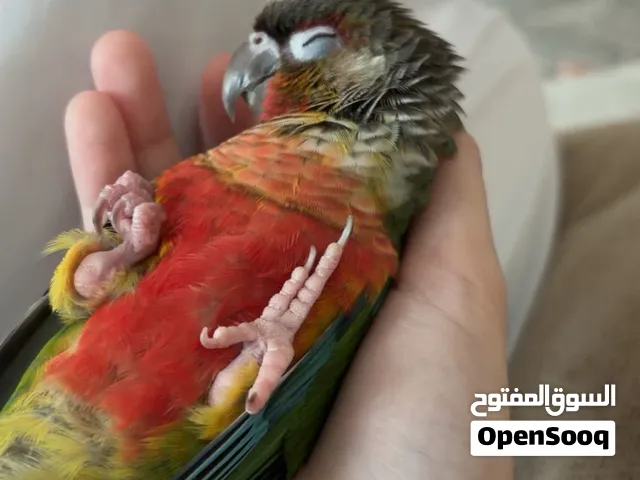 Green cheek conure yellow side high red