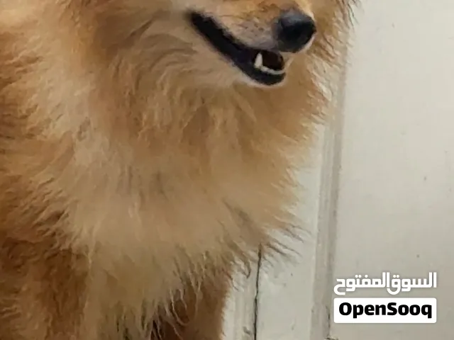 للبيع كلب بوميرانيان