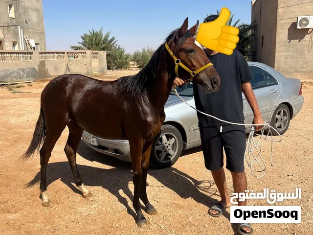 فلوة 75٪ ما شاء الله