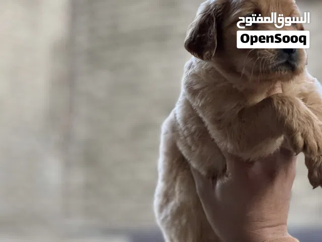 جولدن رتريفر بيور